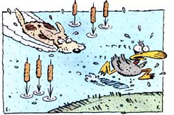 Bird Dog Tall Tales Image